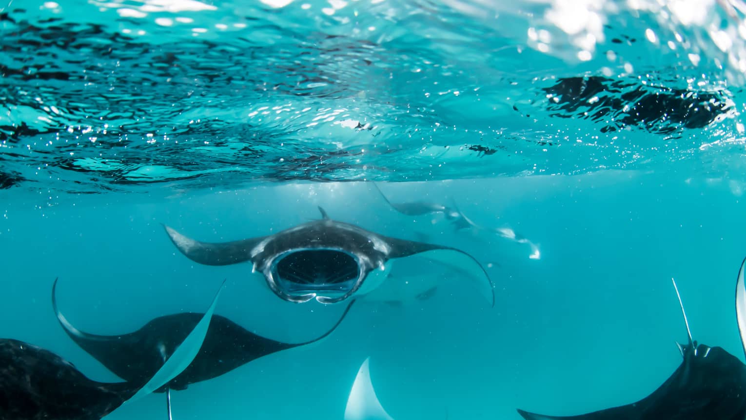 Manta rays swimming underwater