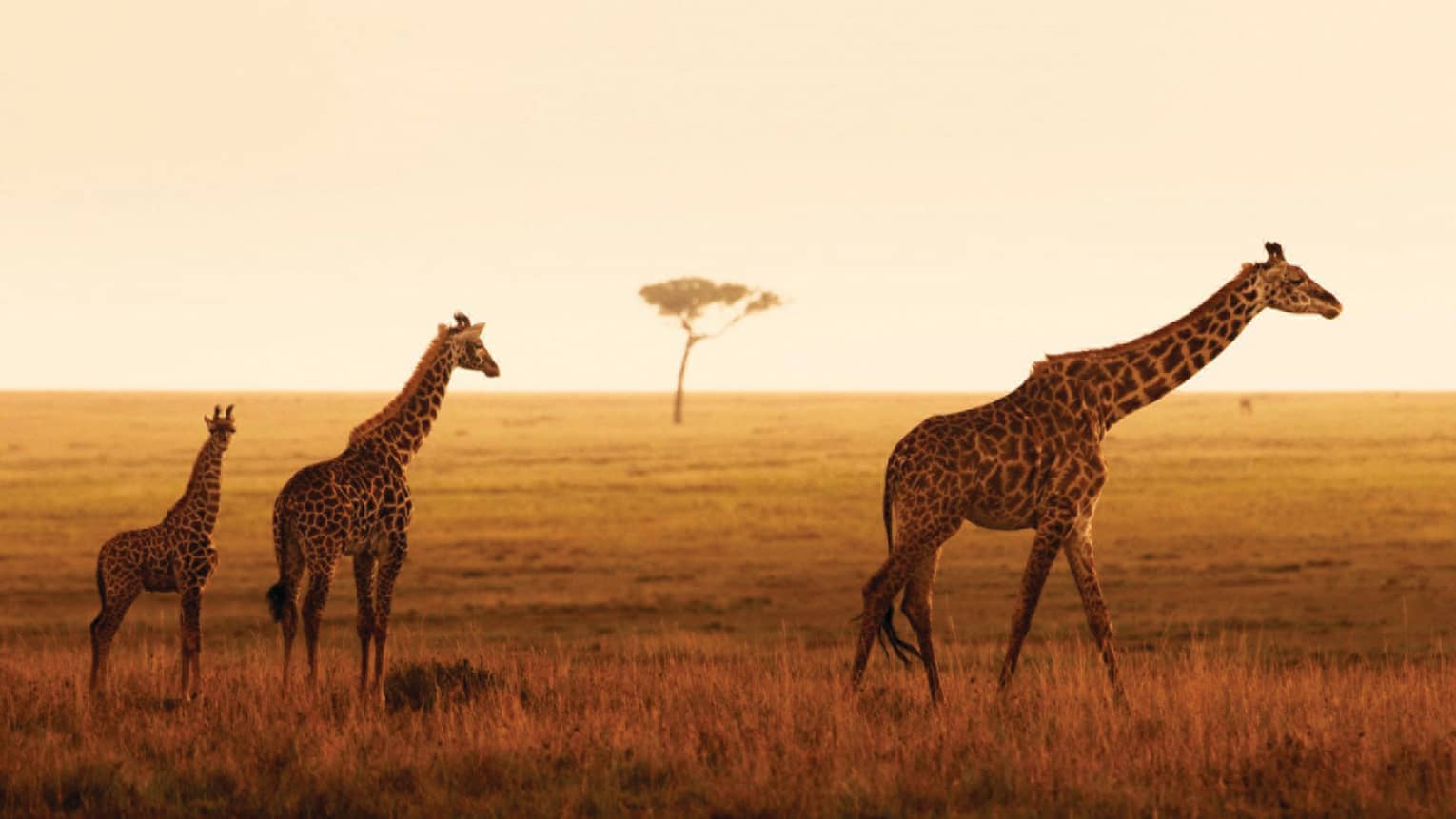 Giraffe family walks along grassy plain during orange sunset