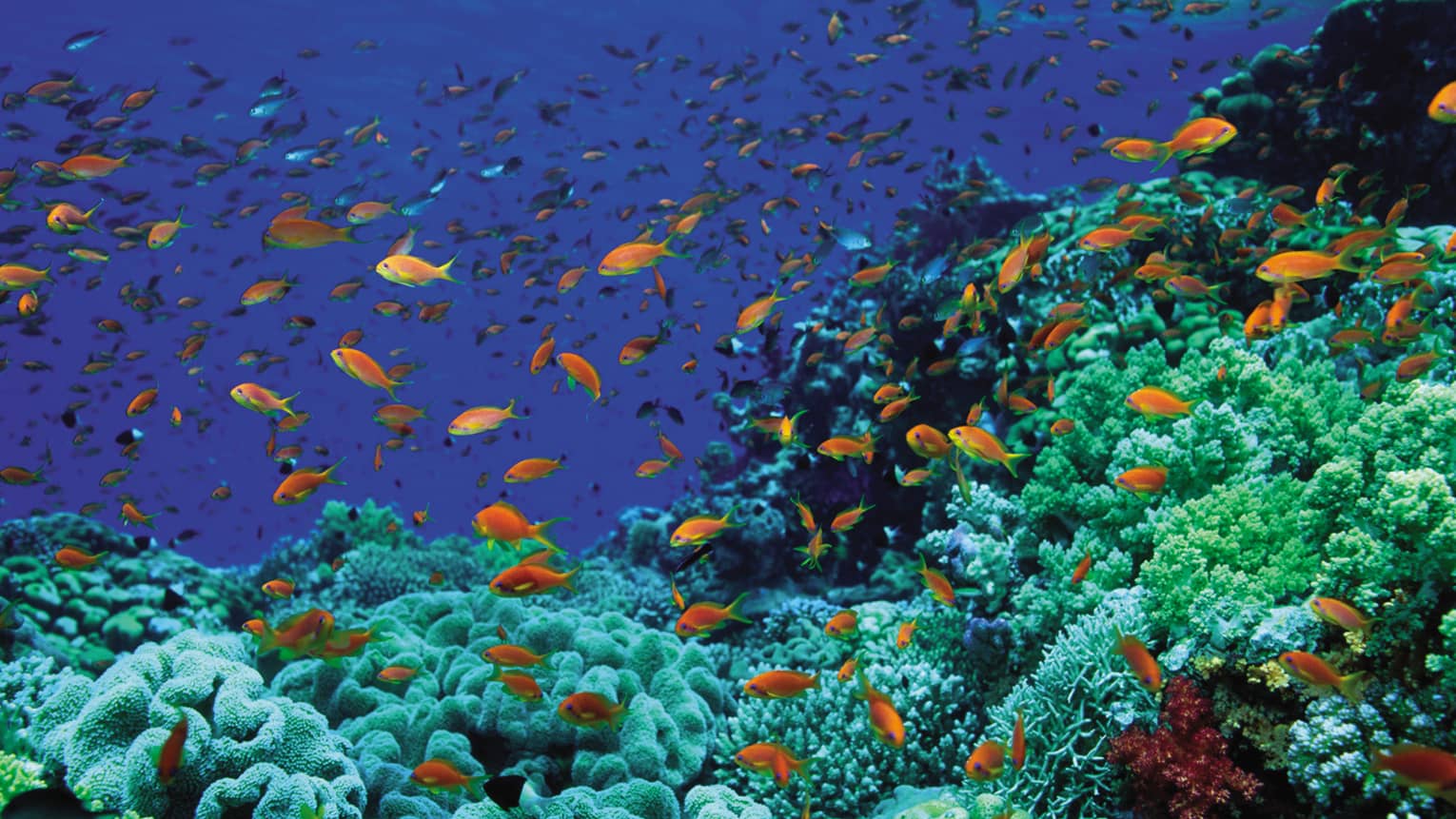 Colourful orange tropical fish underwater in sea 