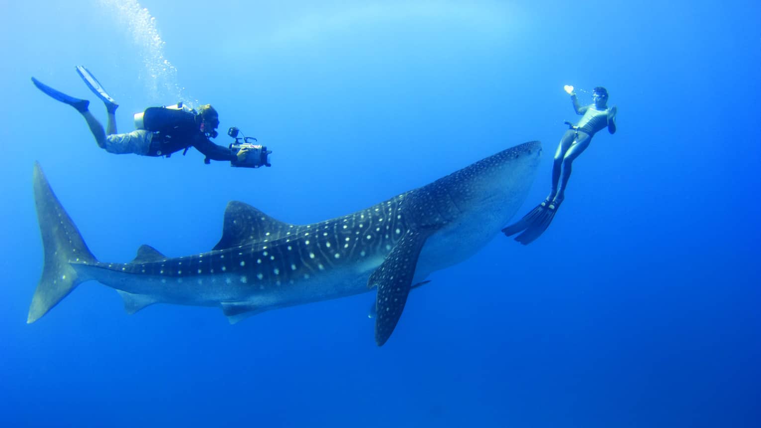 Two scuba divers swim around, film spotted whale shark underwater