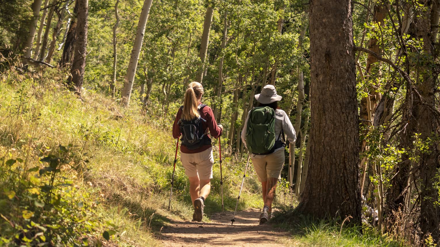 View from behind of two hikers with backpacks and walking poles hiking a sunny path among the tall trees of a boreal forest.
