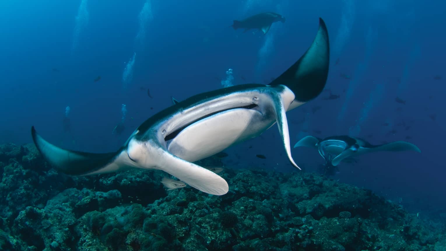 Close-up of manta ray with wide mouth, small eyes underwater in lagoon