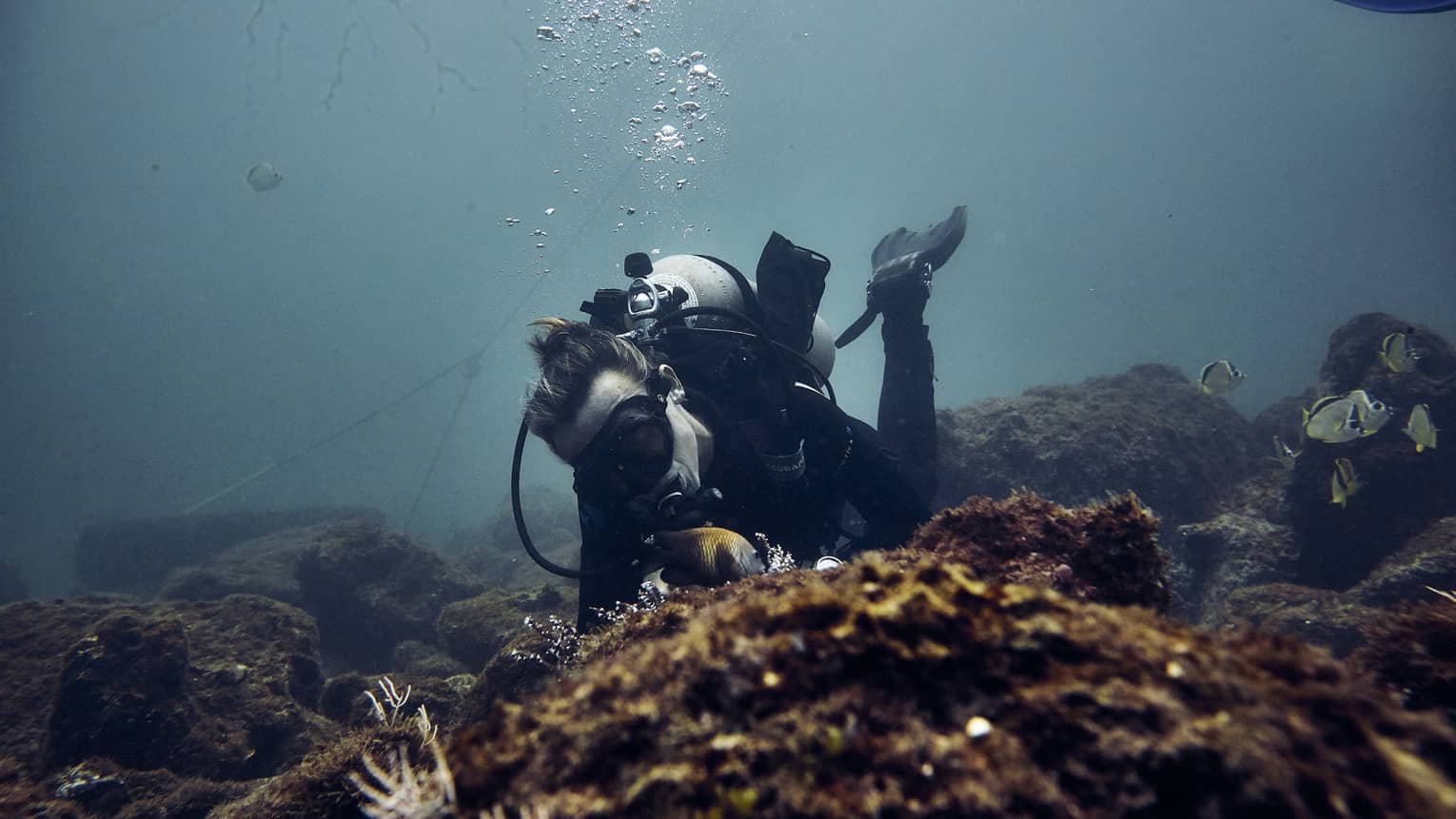 Scuba diver explores coral reef underwater