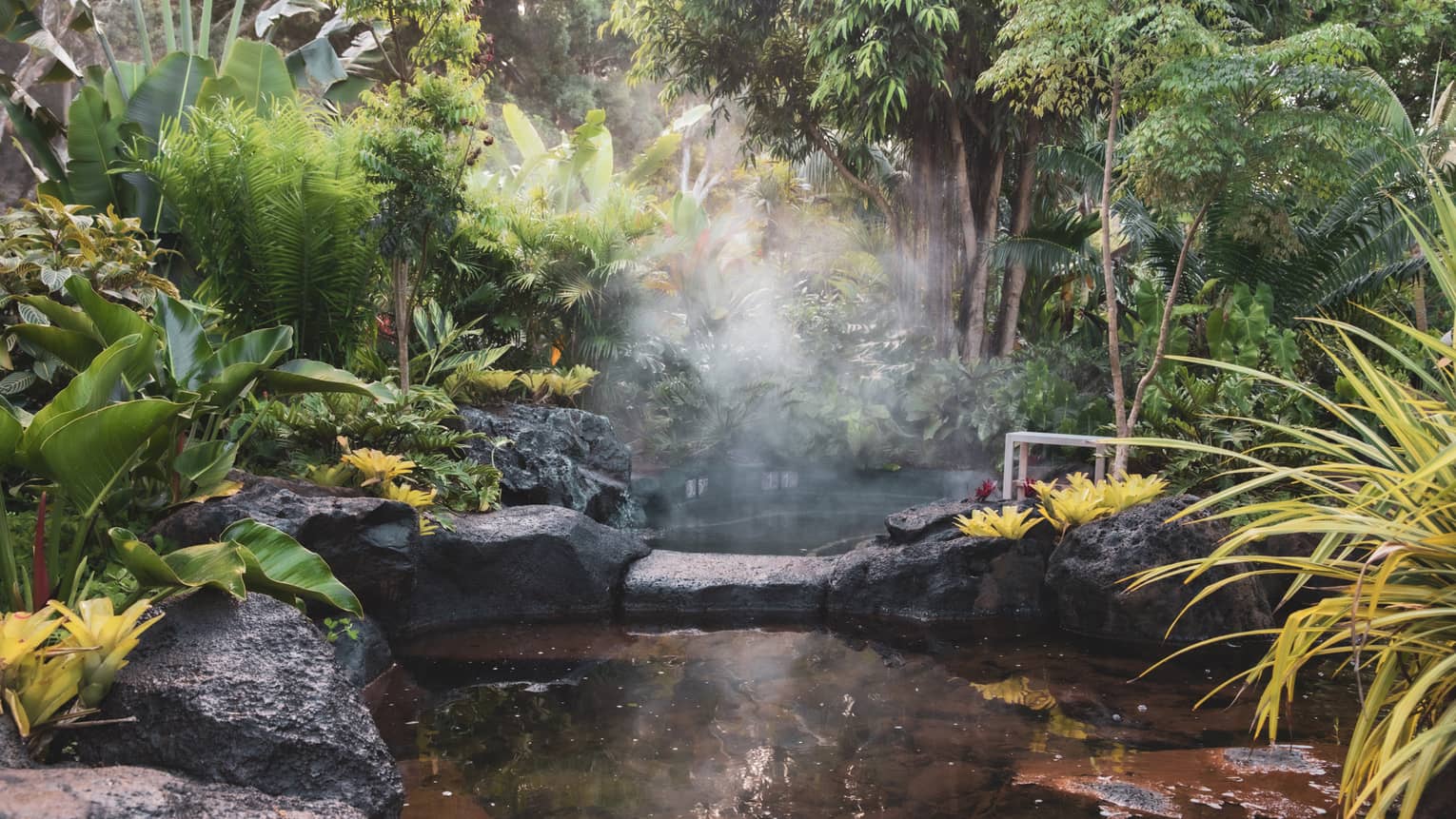 A hot spring surrounded by plants.