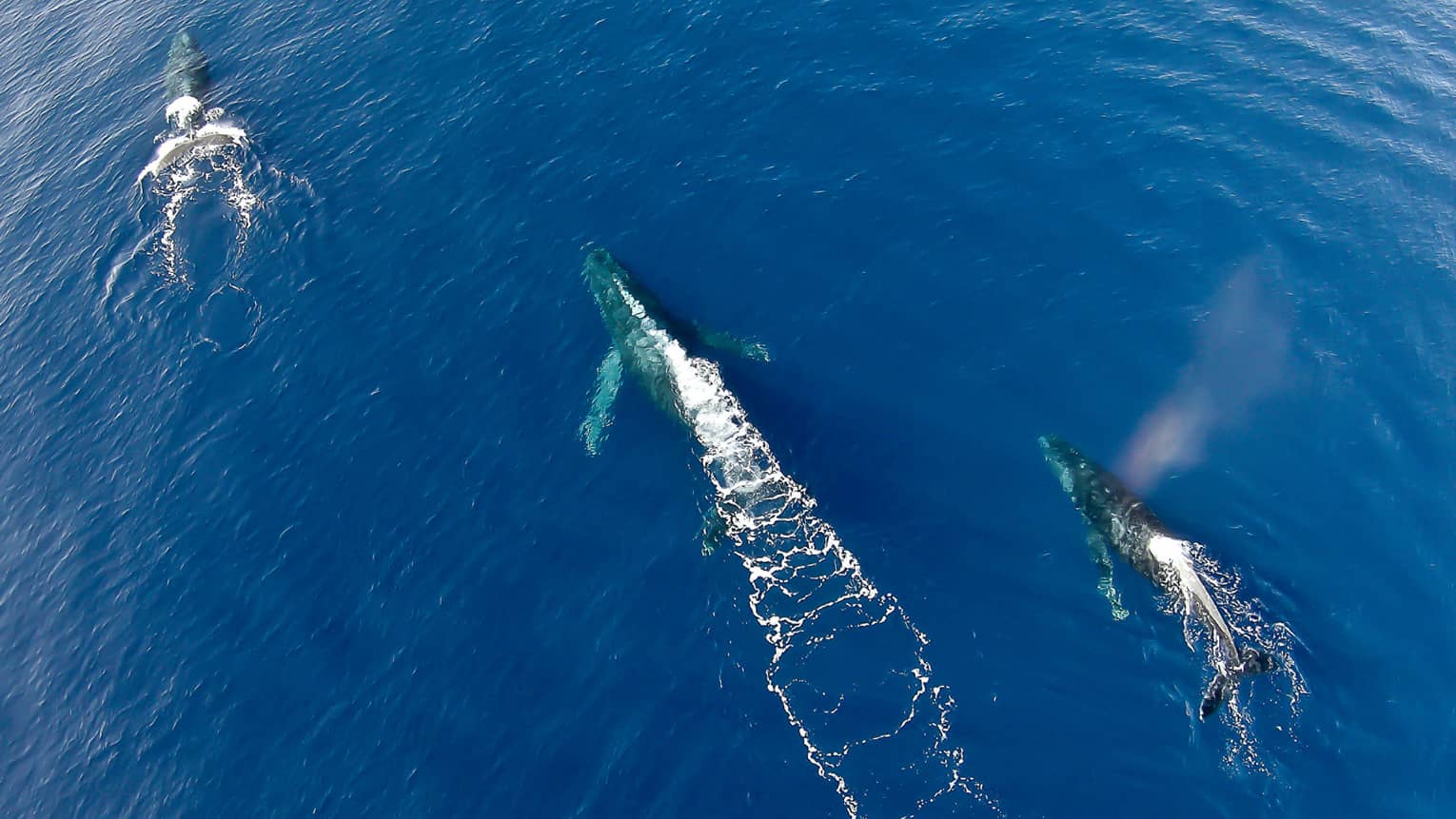 Aerial view of three whales swimming in ocean