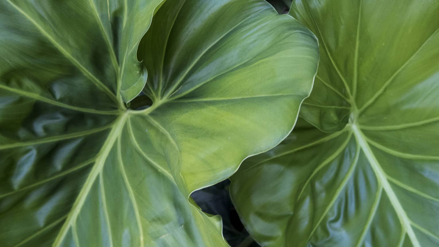 Close-up of large tropical leaves