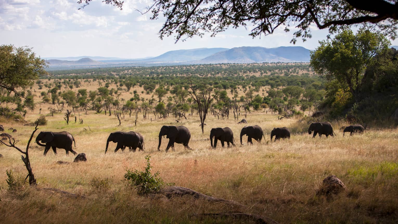 Eight elephants walking in a line across the Serengeti with mountains in background