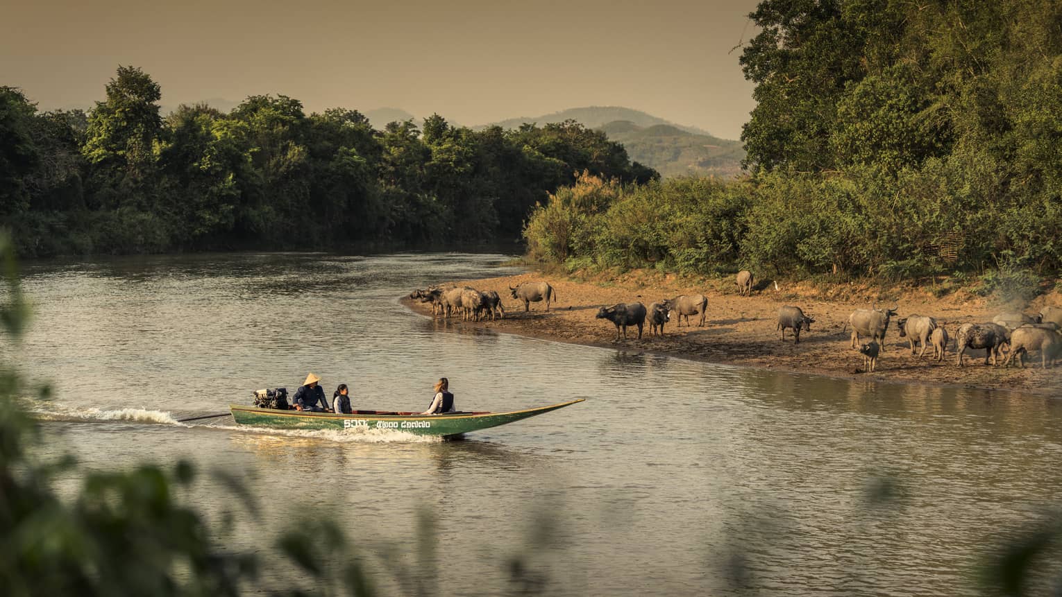 Longtail boat passes animals on the shore of the Ruak river 