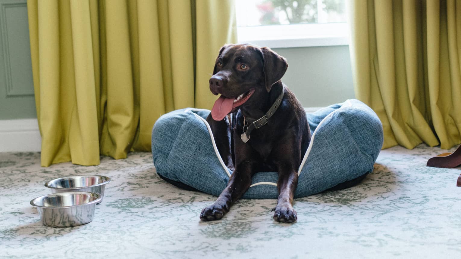 A large brown dog laying on a blue dog bed by a window with yellow curtains.