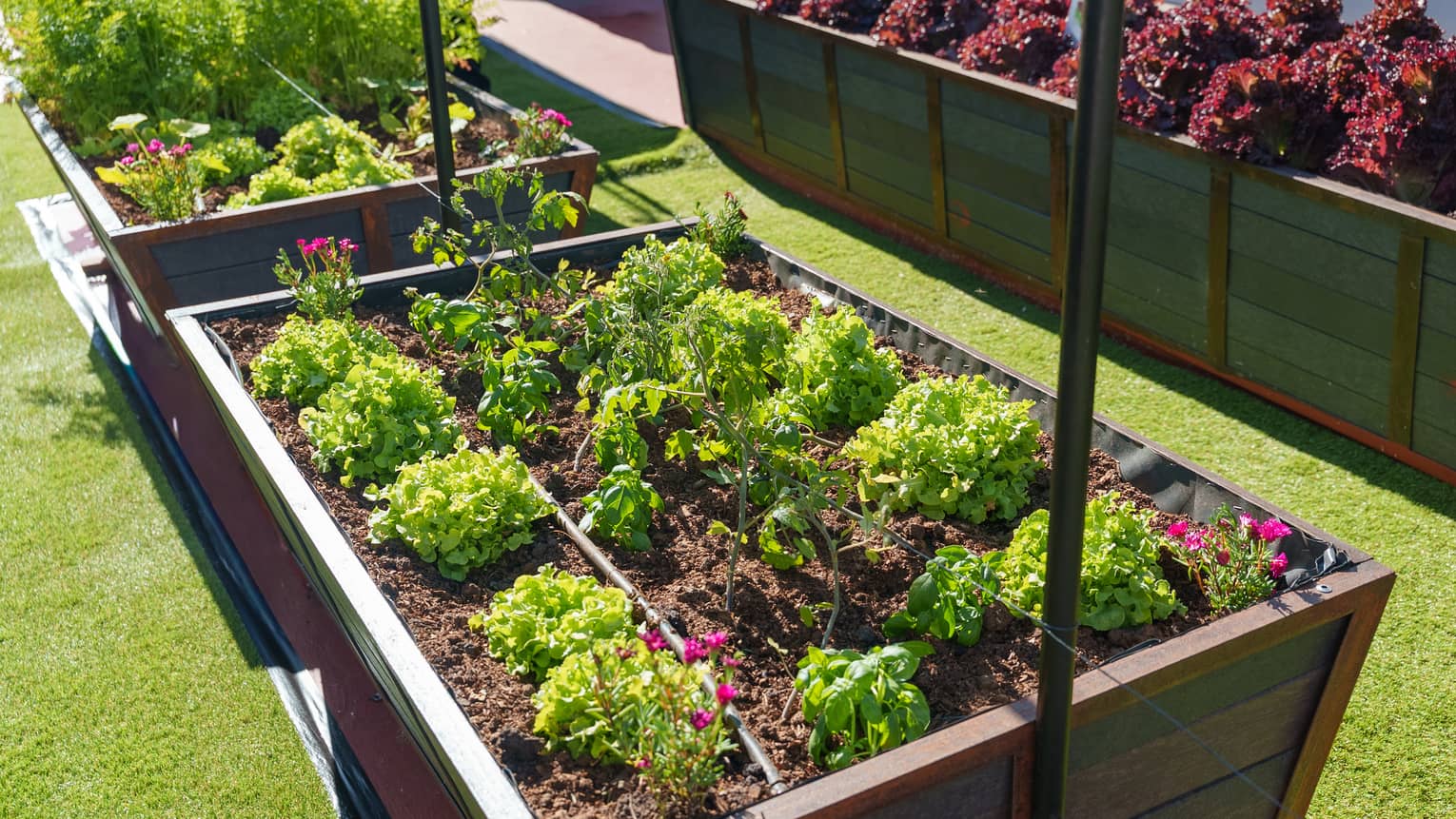 Three raised flower beds in a hydroponic garden