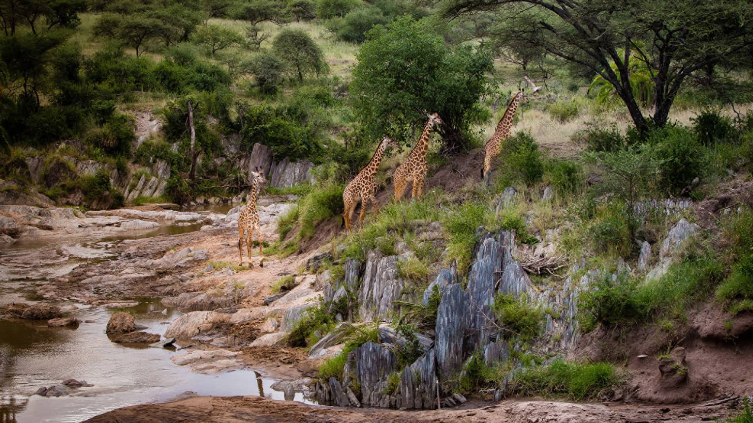 Four tall giraffes walking up rocks along riverbed