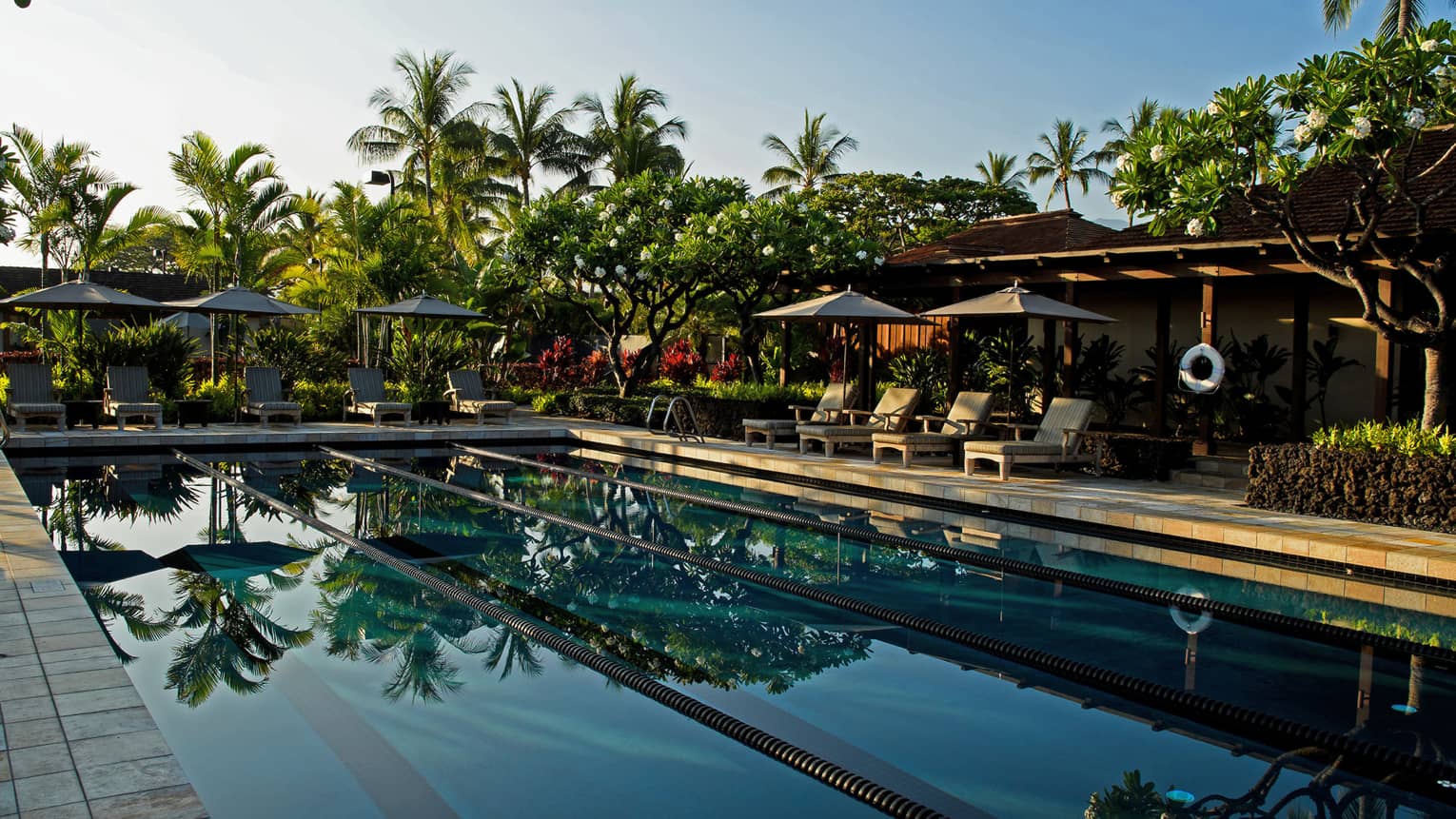 A pool surrounded by lounge chairs, umbrellas and palm trees.