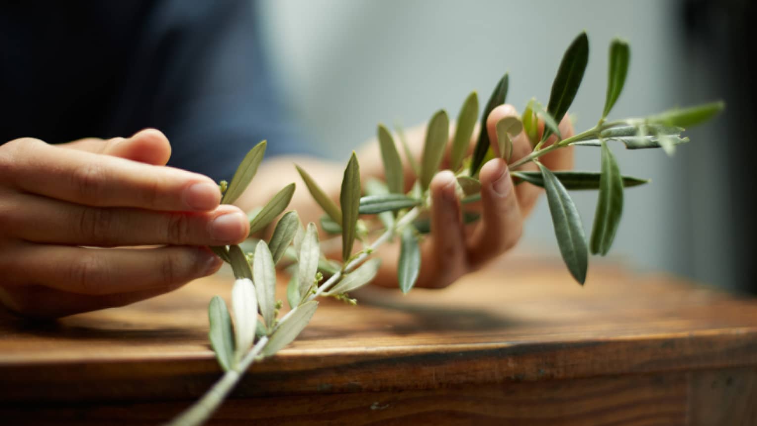 Close-up of hands holding branch with green leaves, herbs