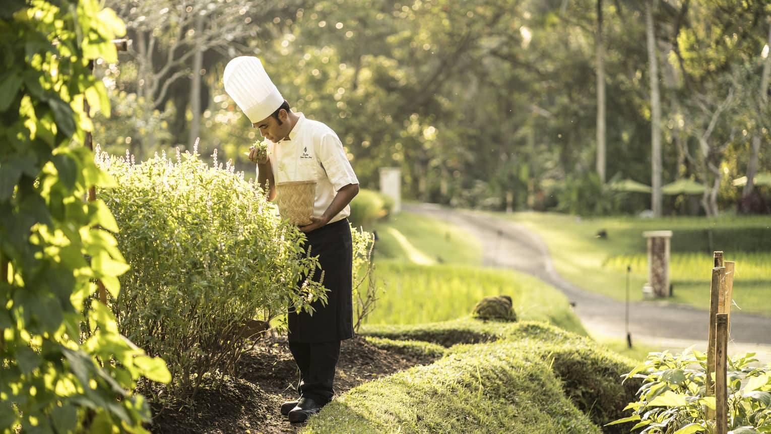A chef collecting fresh vegetables and herbs from a garden to use in his creations