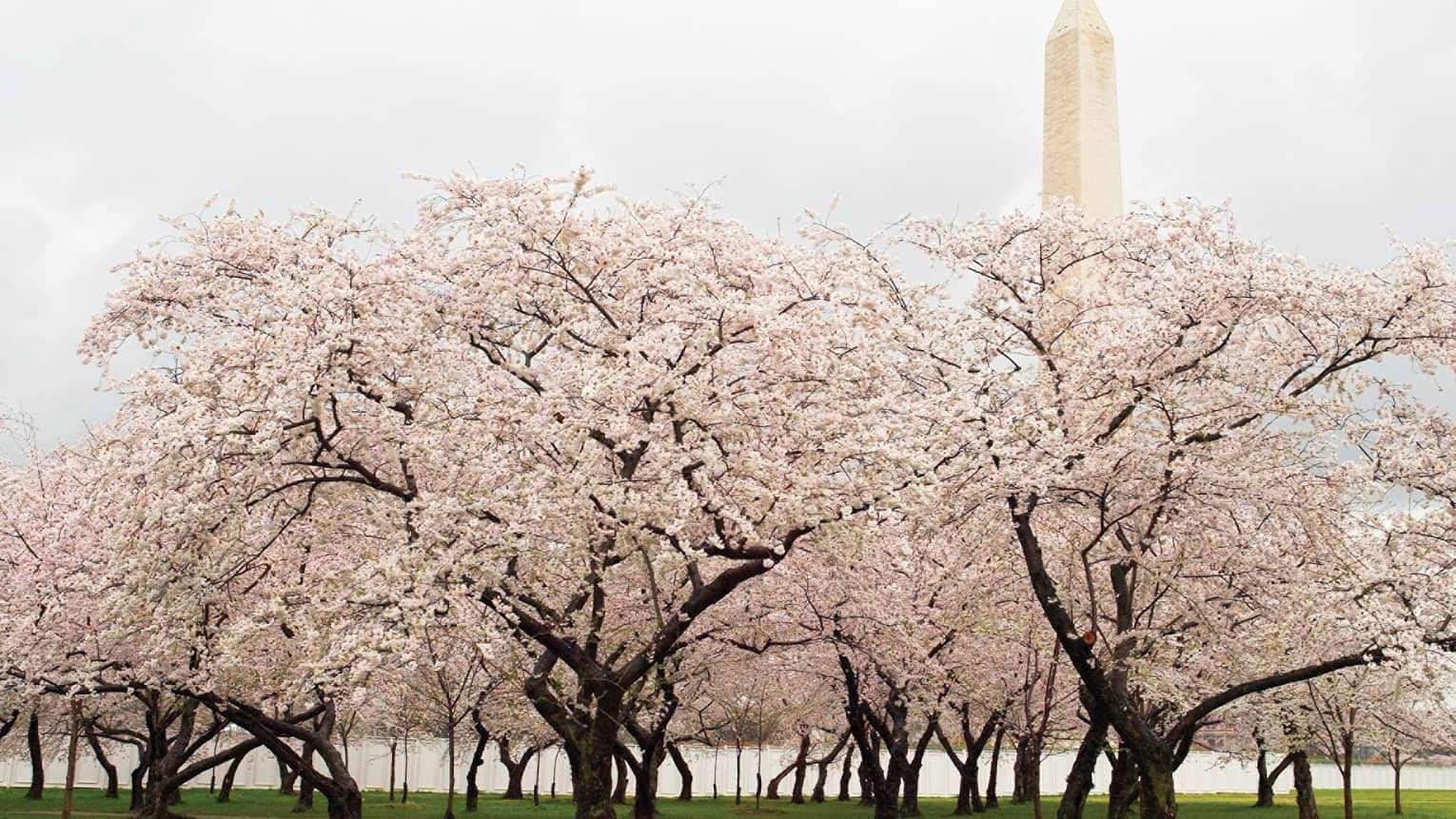 Cherry blossoms on tree with Washington Monument in background