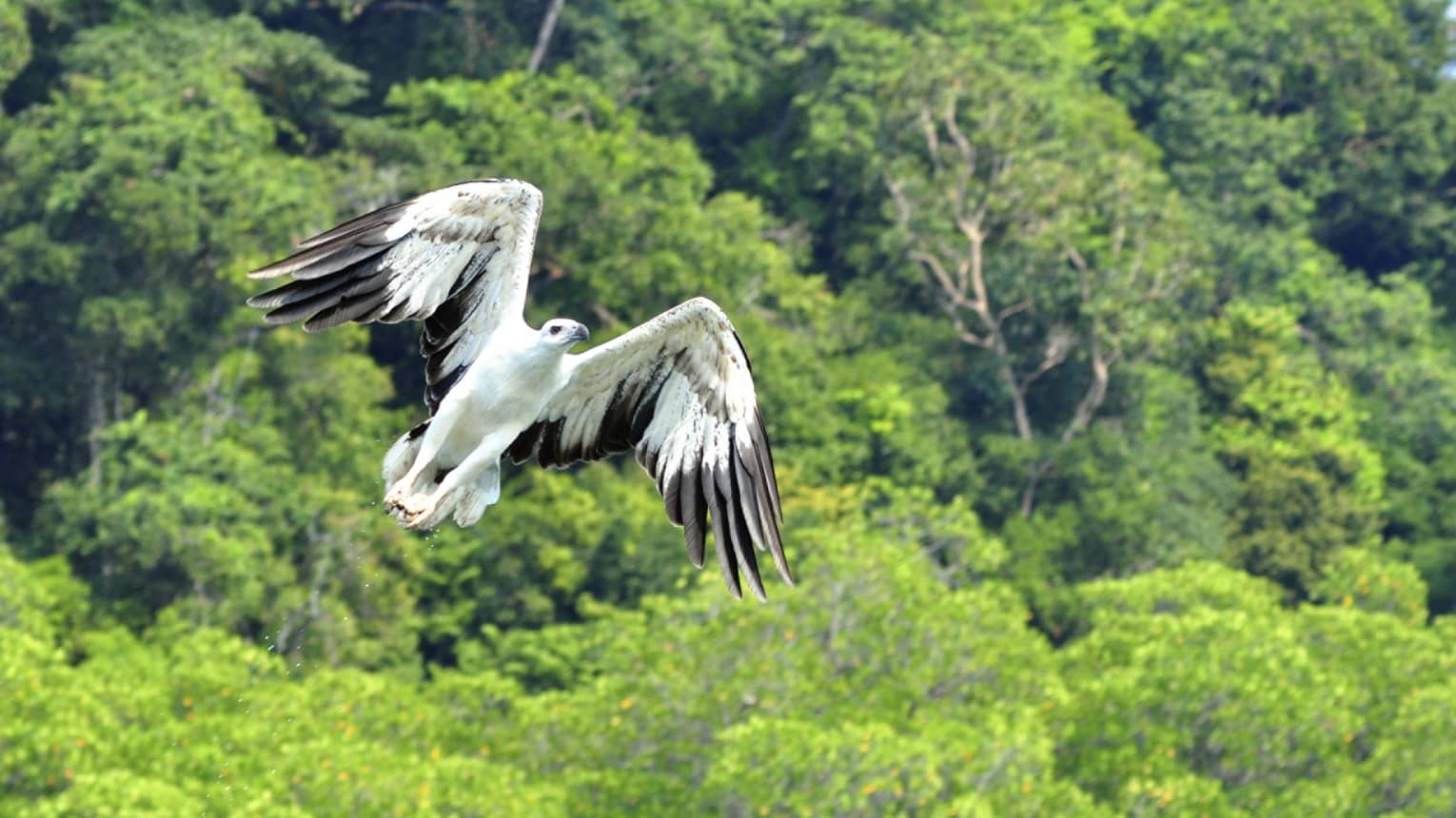 White-bellied sea eagle with black under-wing flight feathers in mid-flight above a canopy of lush green rainforest treetops.