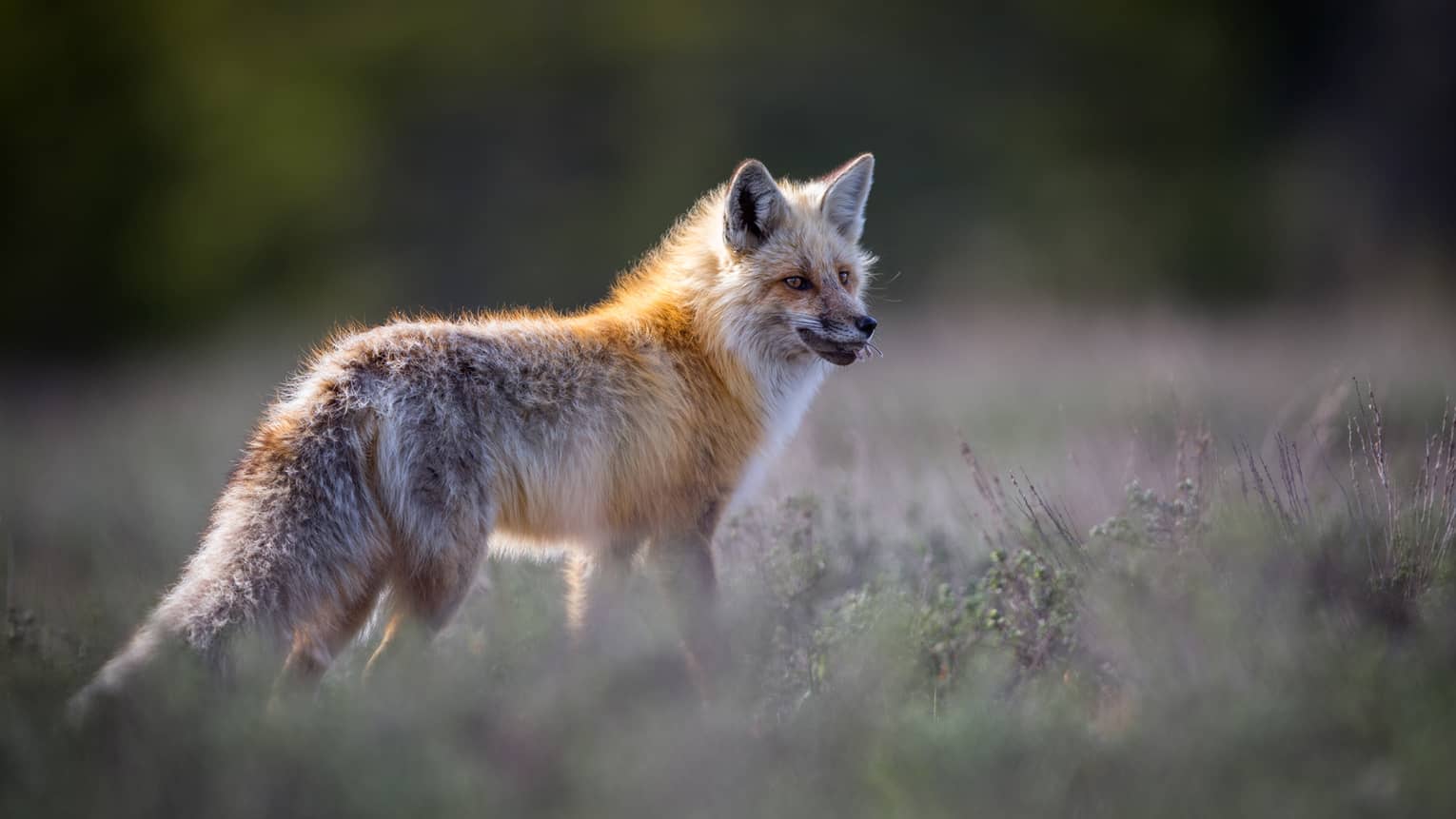 A red fox stands at attention in a grassy field 