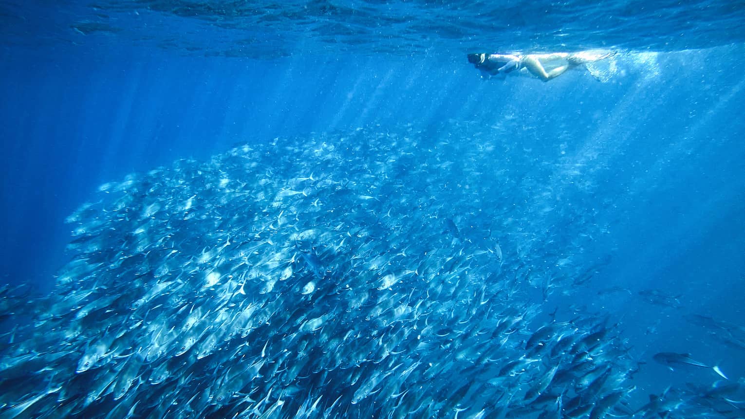 A person snorkelling near a school of fish in clear blue water