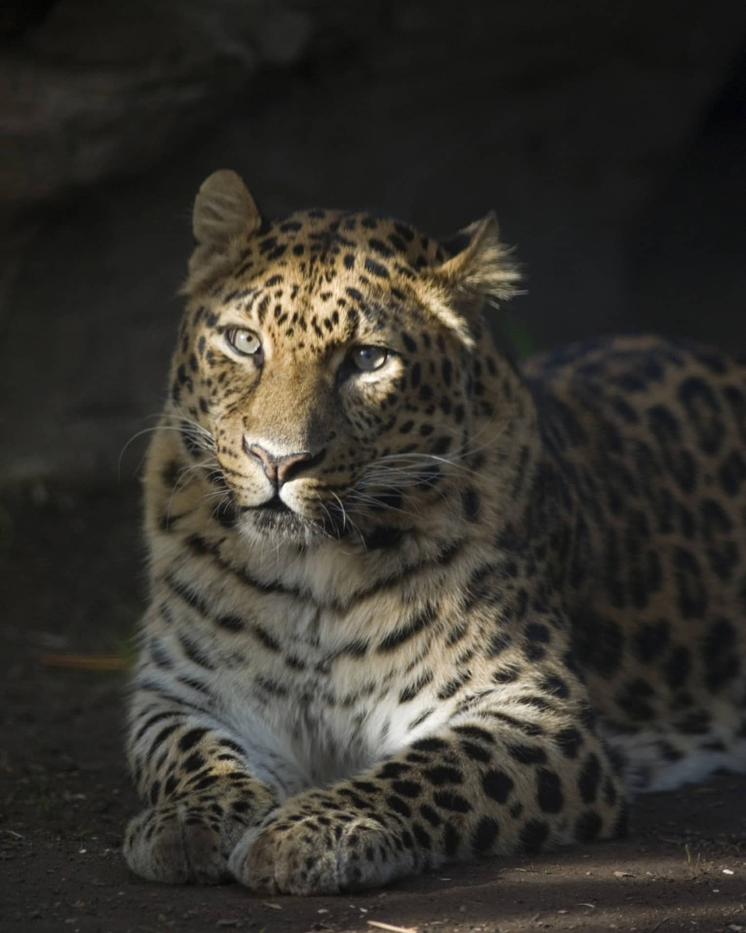 Close-up of a majestic spotted jaguar reclining on the bare ground facing the camera, filtered light illuminating its face..