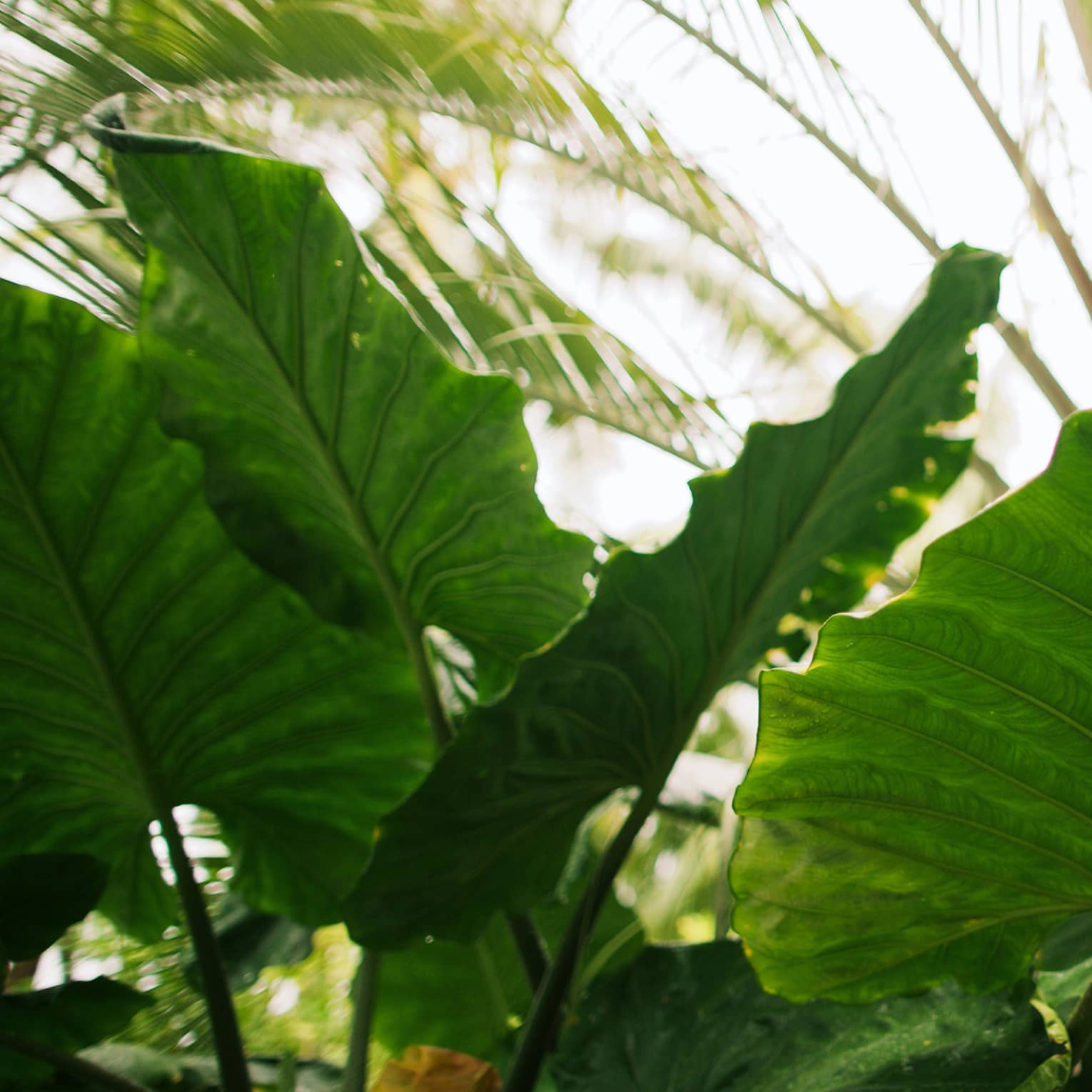 Close-up of the large, flat leaves of a plant; in the background sunlight pours over some palm branches.
