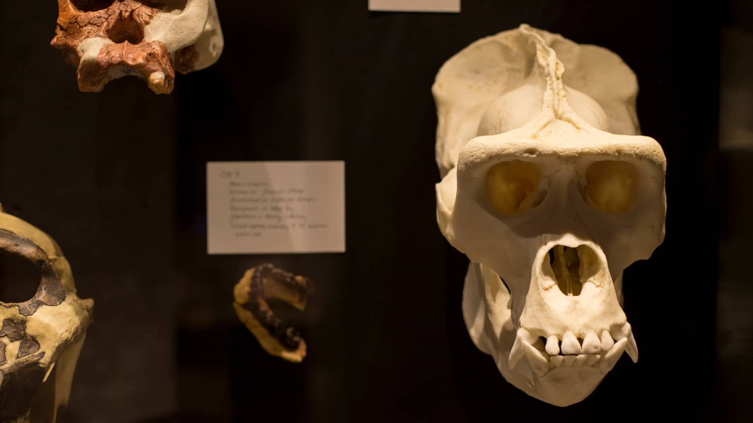 The Great Migration exhibit Human skulls, jaw bone on walls