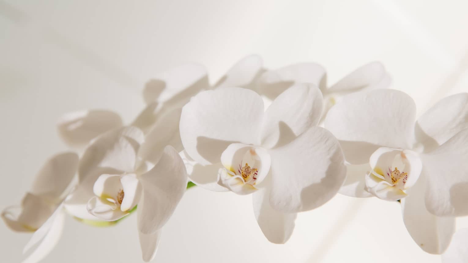 White flowers.