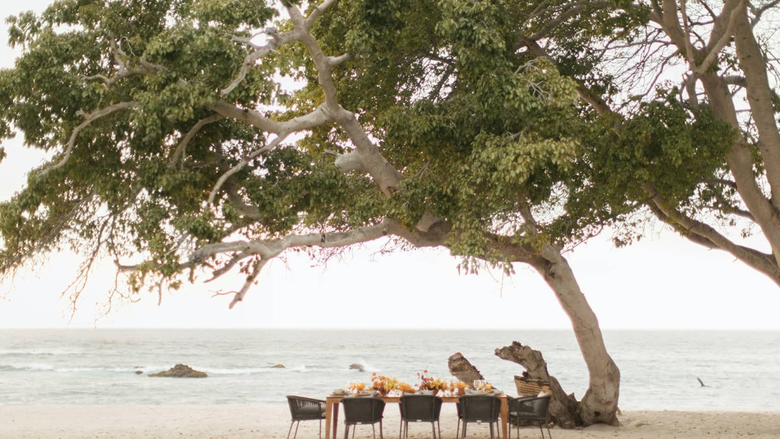 A banquet table decorated with floral arrangements underneath a large tree on a beach