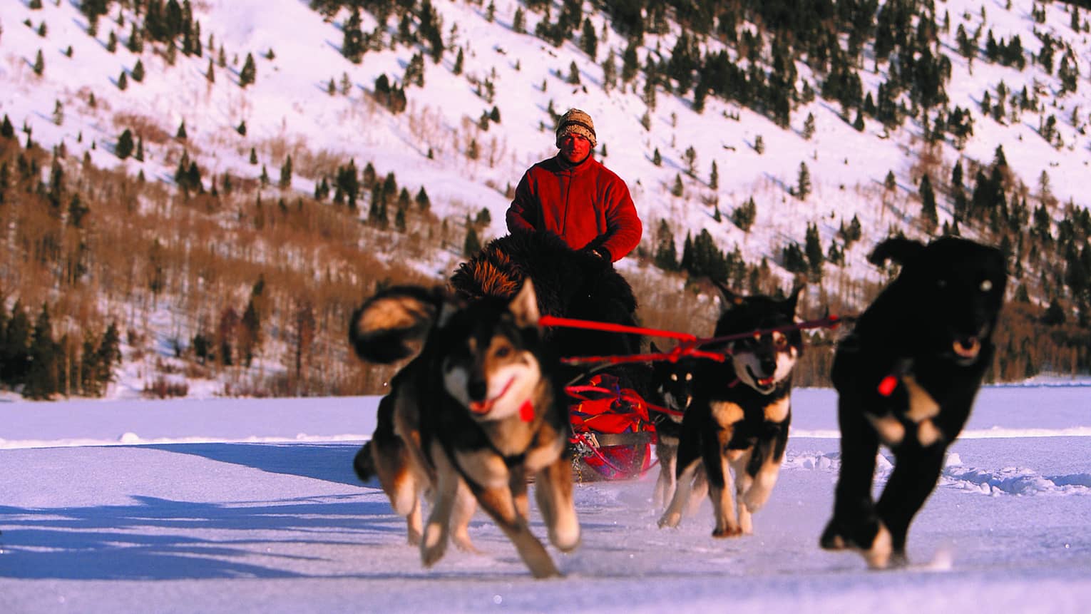 A group of dogs pulling a sled over the snow with a man in a red jacket in it