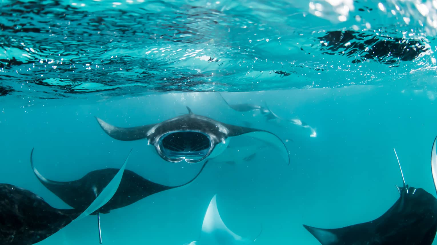 Manta rays swimming underwater