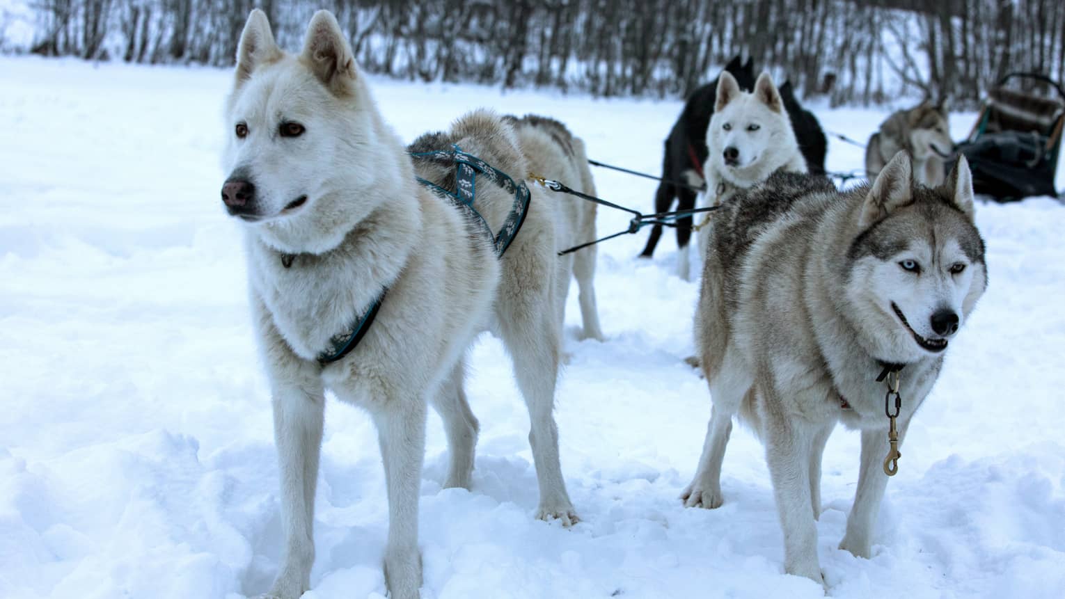 Pack of husky dogs in front of dog sled in snow