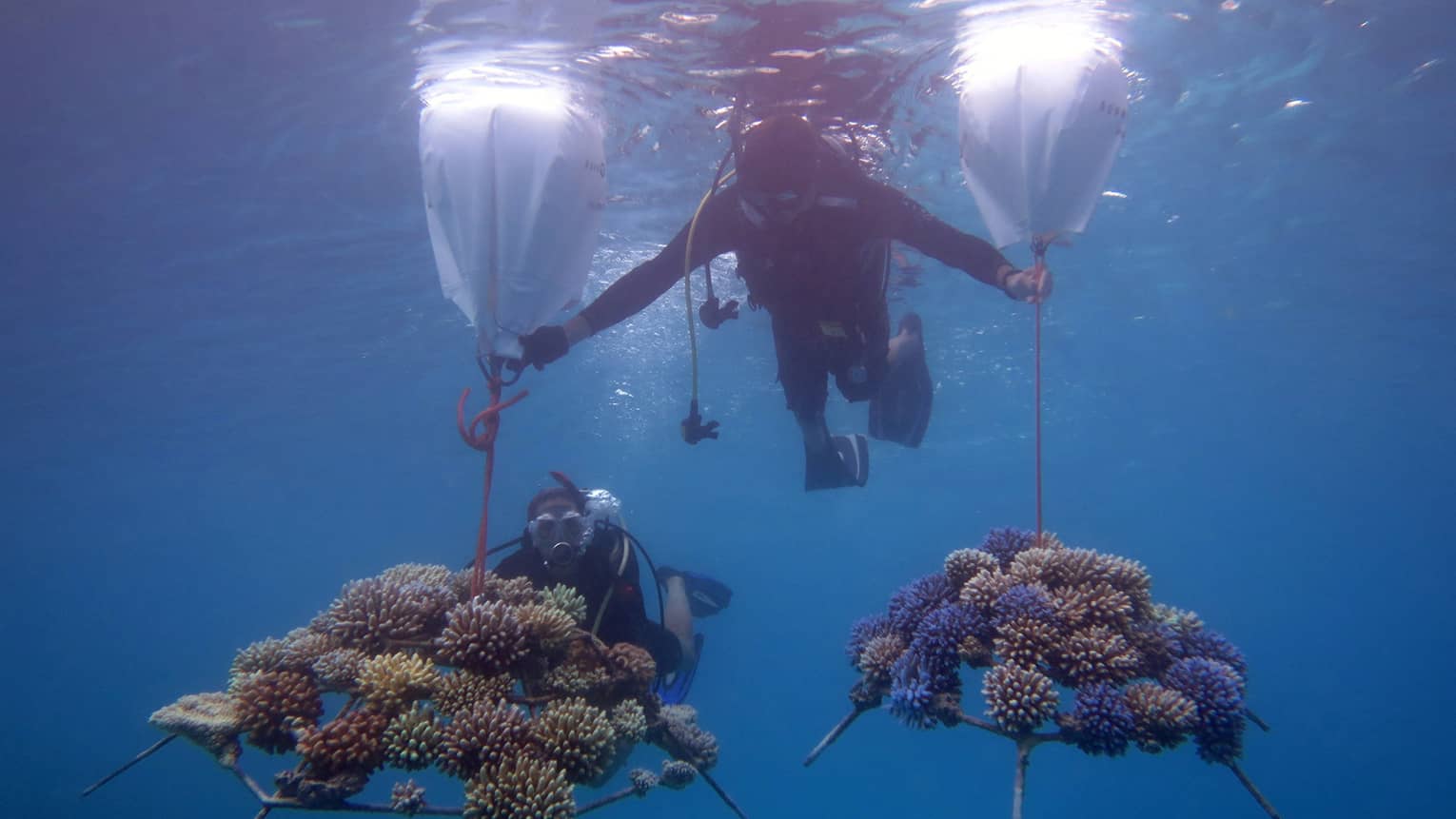 This image depicts two scuba divers in the waters near Four Seasons Resort Maldives at Kuda Huraa, transporting pieces of coral embedded onto coral frames. This image connects to ESG and preserving biodiversity at Four Seasons.