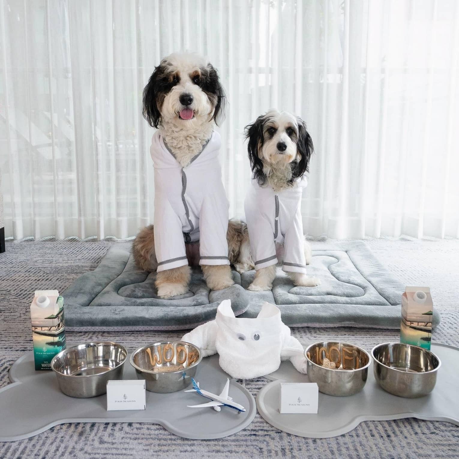 Two dogs wearing white sweaters sit on a plush pet bed behind trays filled with silver food and water bowls, water cartons and a towel animal