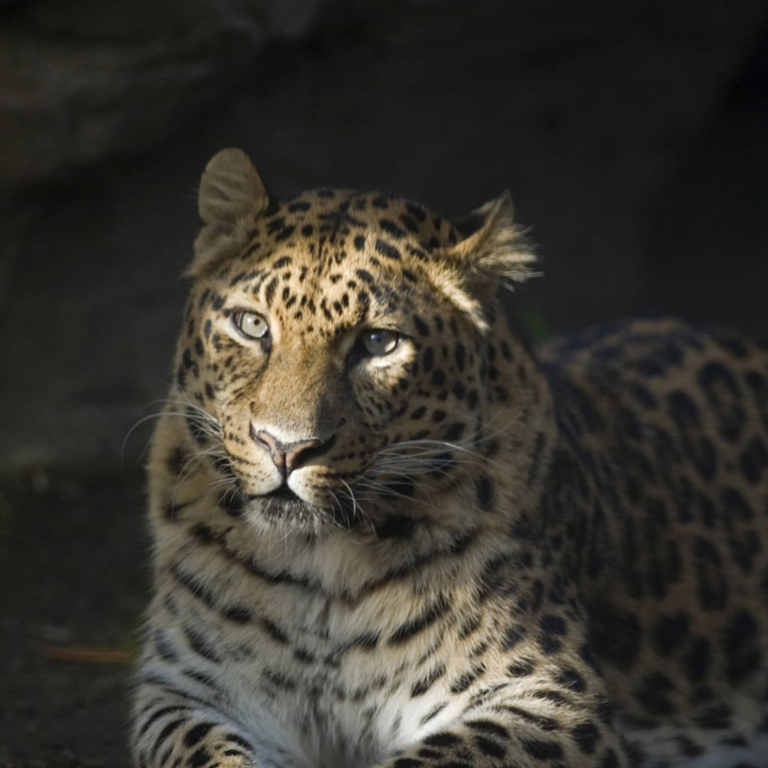 Close-up of a majestic spotted jaguar reclining on the bare ground facing the camera, filtered light illuminating its face..