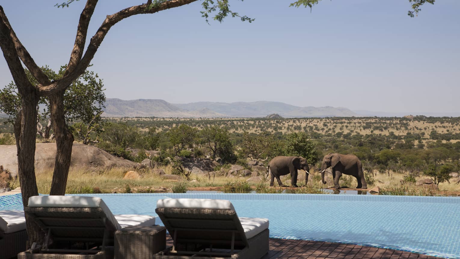 Back of two lounge chairs in front of swimming pool, elephants in background