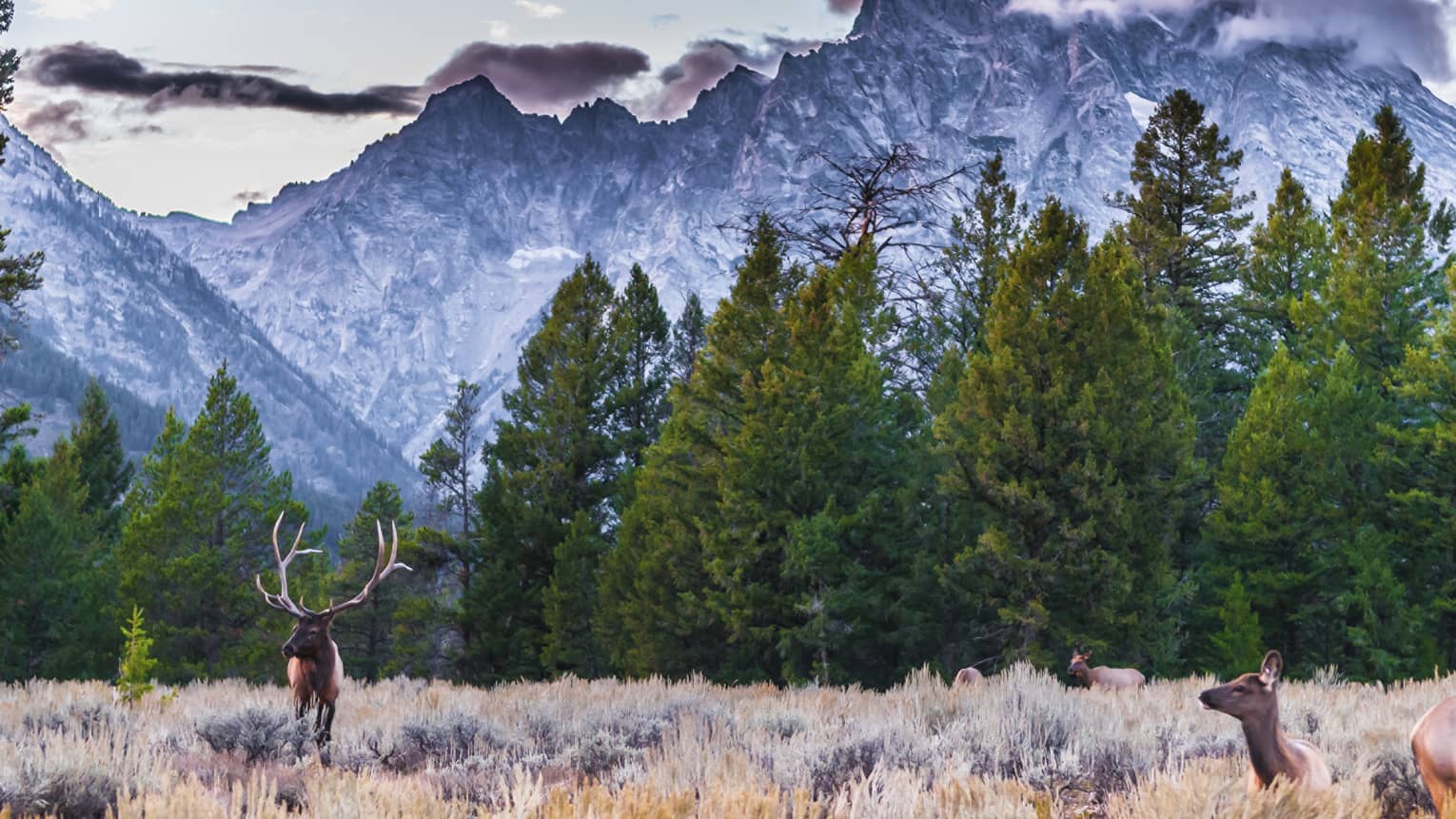 Adult male elk with horns and a heard of elk against backdrop of Grand Tetons