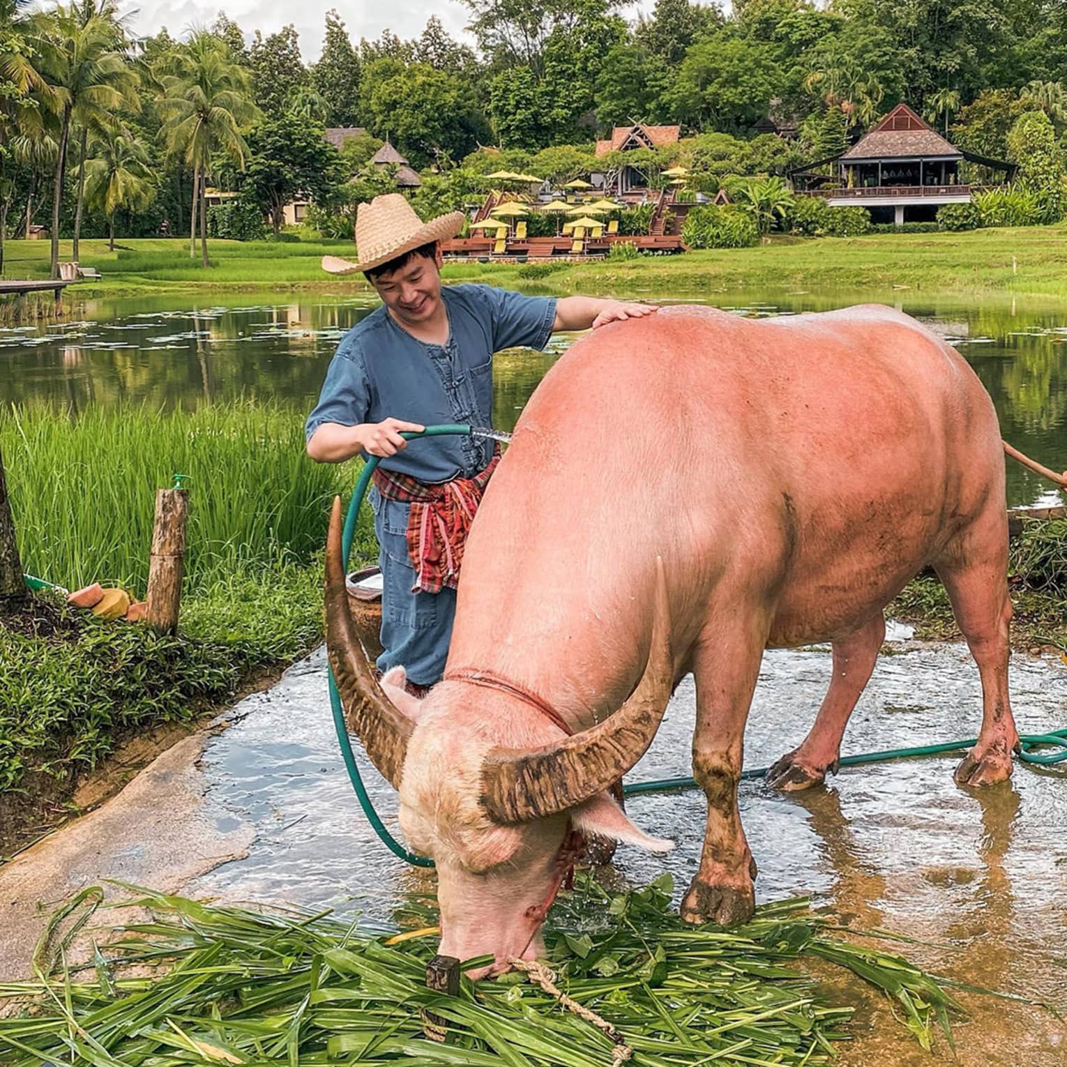 Person washing a light-coloured water buffalo by a pond, surrounded by rice fields and tropical landscape.