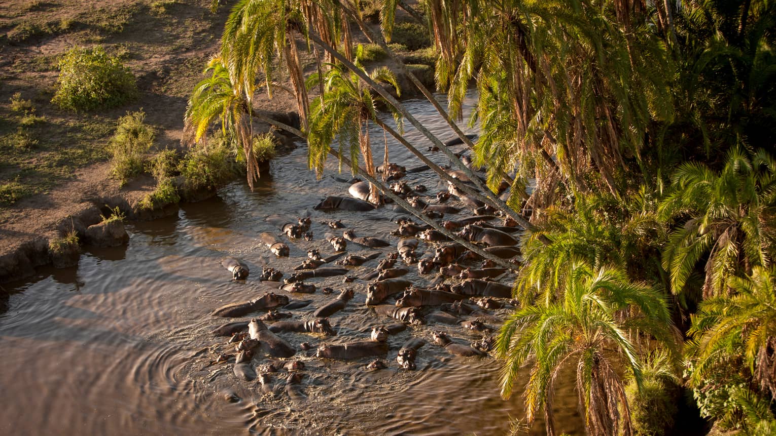 Looking down at hippos swimming in river under trees