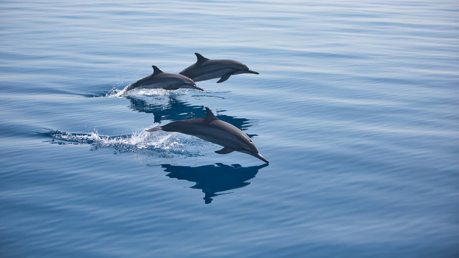 Three bottlenose dolphins, mid-jump, break through the surface of the otherwise calm water