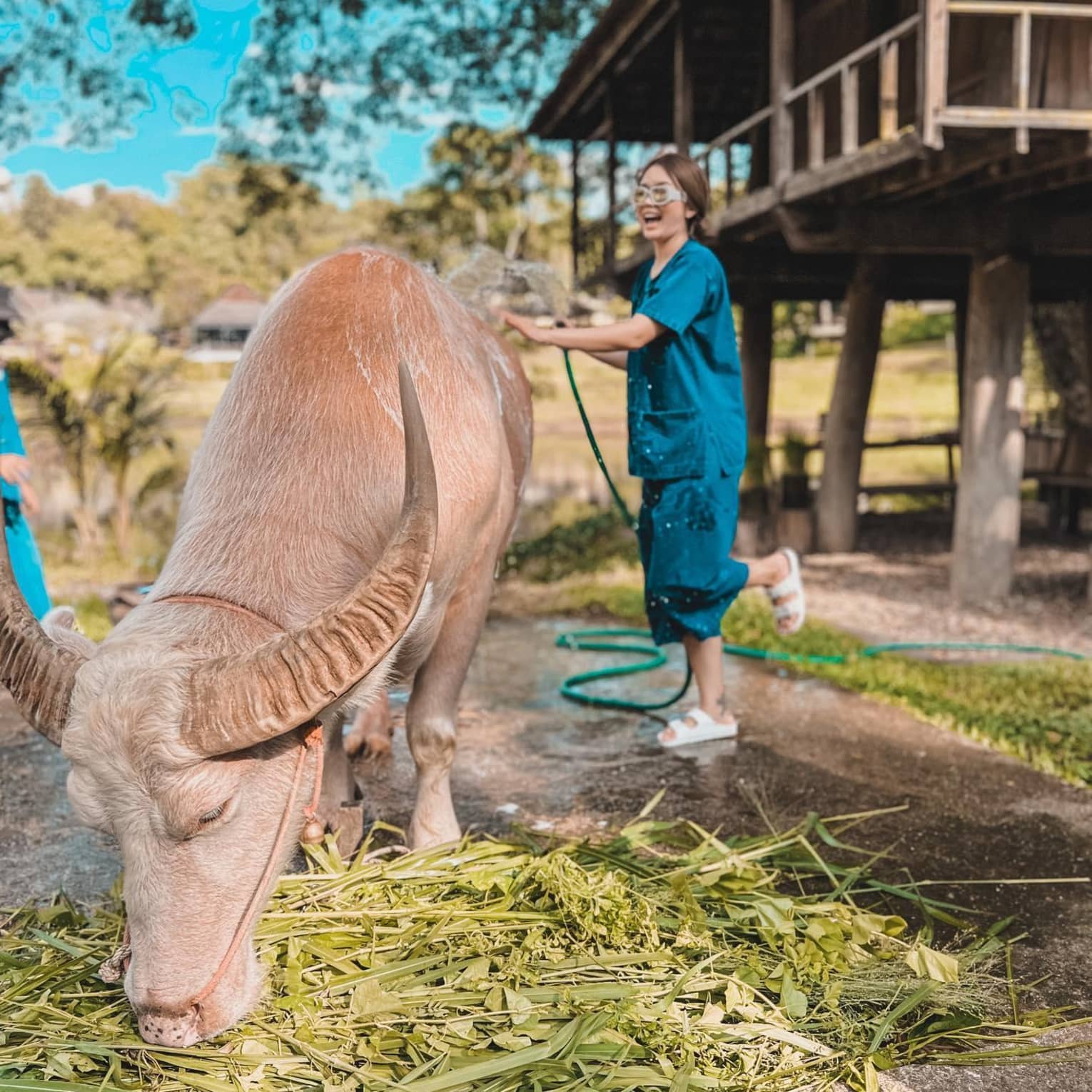 Guest hosing down a farm animal