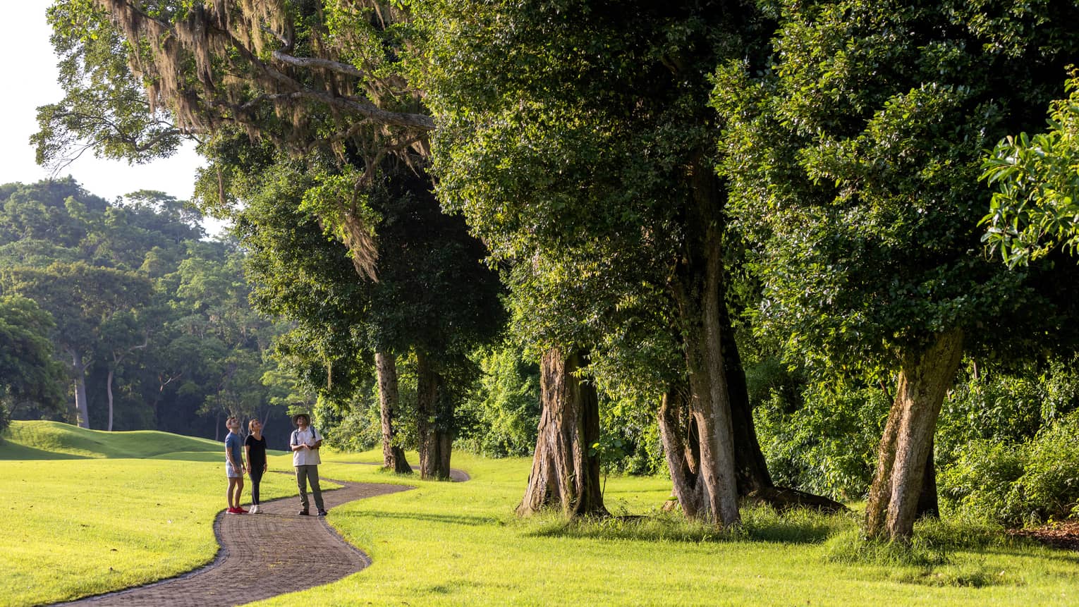 Hikers stand on a paved path weaving through manicured grass, as a guide directs their view upwards to the towering trees.