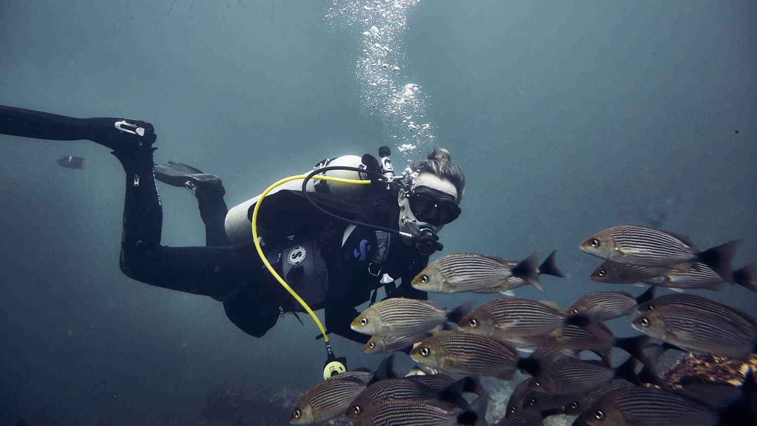 Scuba diver under ocean with school of fish