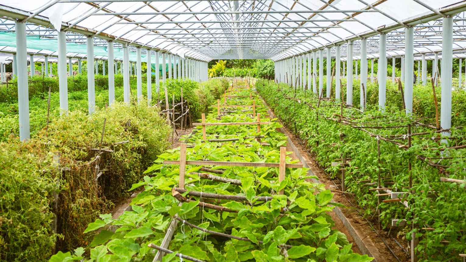 Vast greenhouse garden