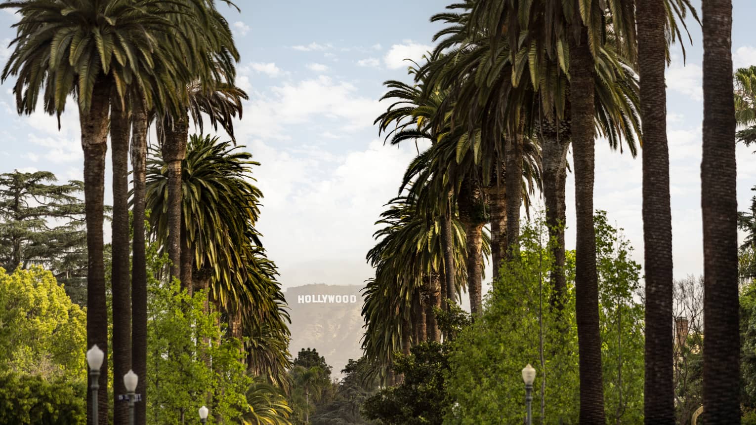 Lines of palm trees with the "Hollywood" sign in the distance.