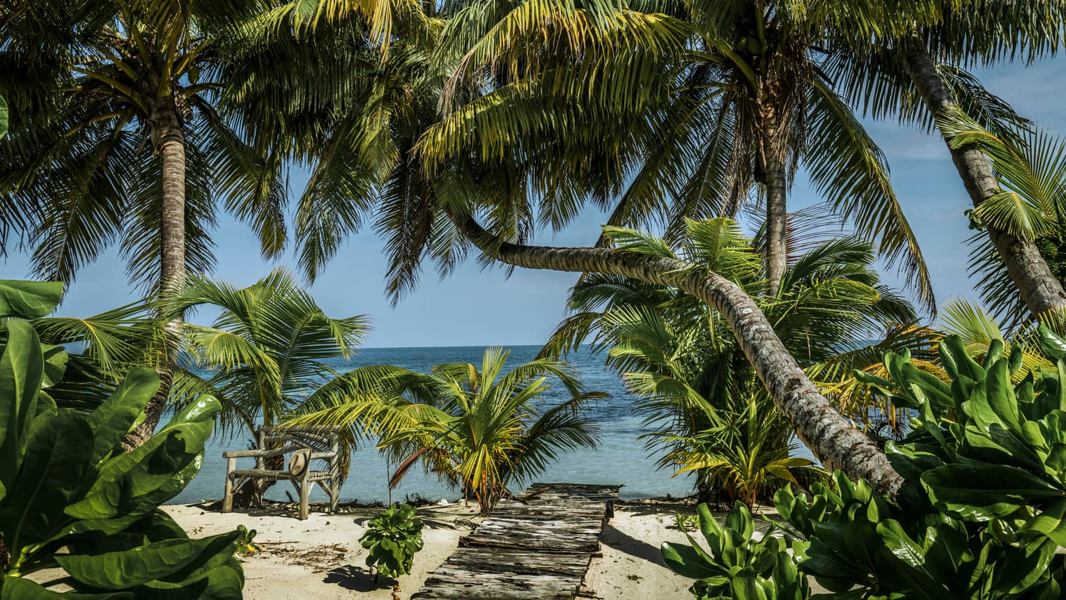 Palm trees with large leaves hang over sandy beach, walkway on sunny day