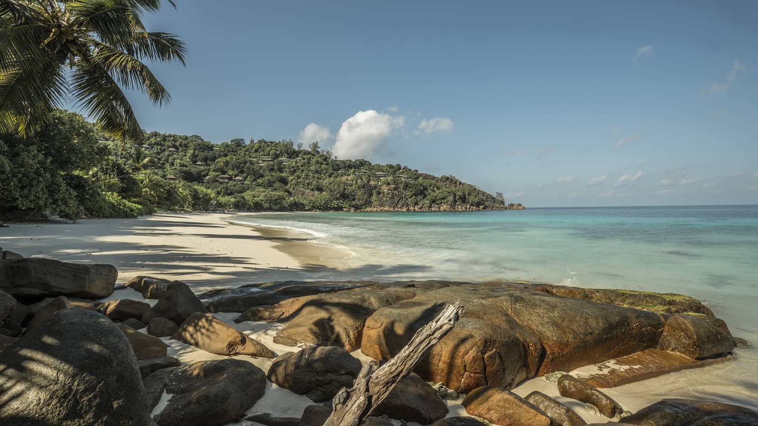 A rocky beach adorned with palm trees and a tropical forest