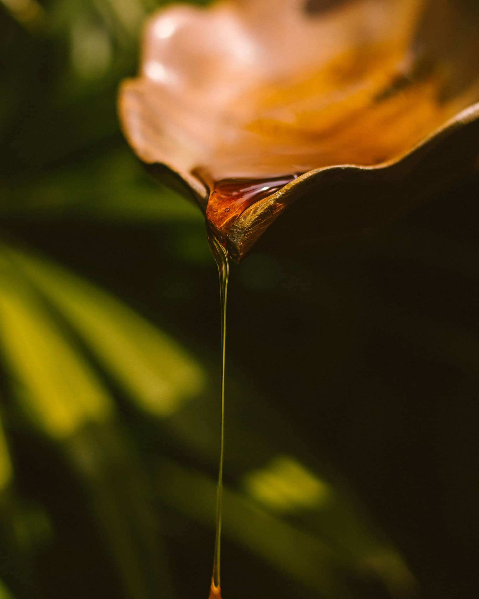 Amber-coloured oil drips from leaf-shaped dish