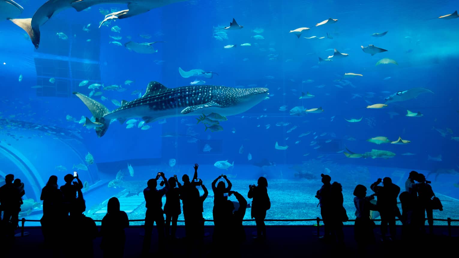 Shadowed people stand in front of large aquarium featuring whale sharks and fish