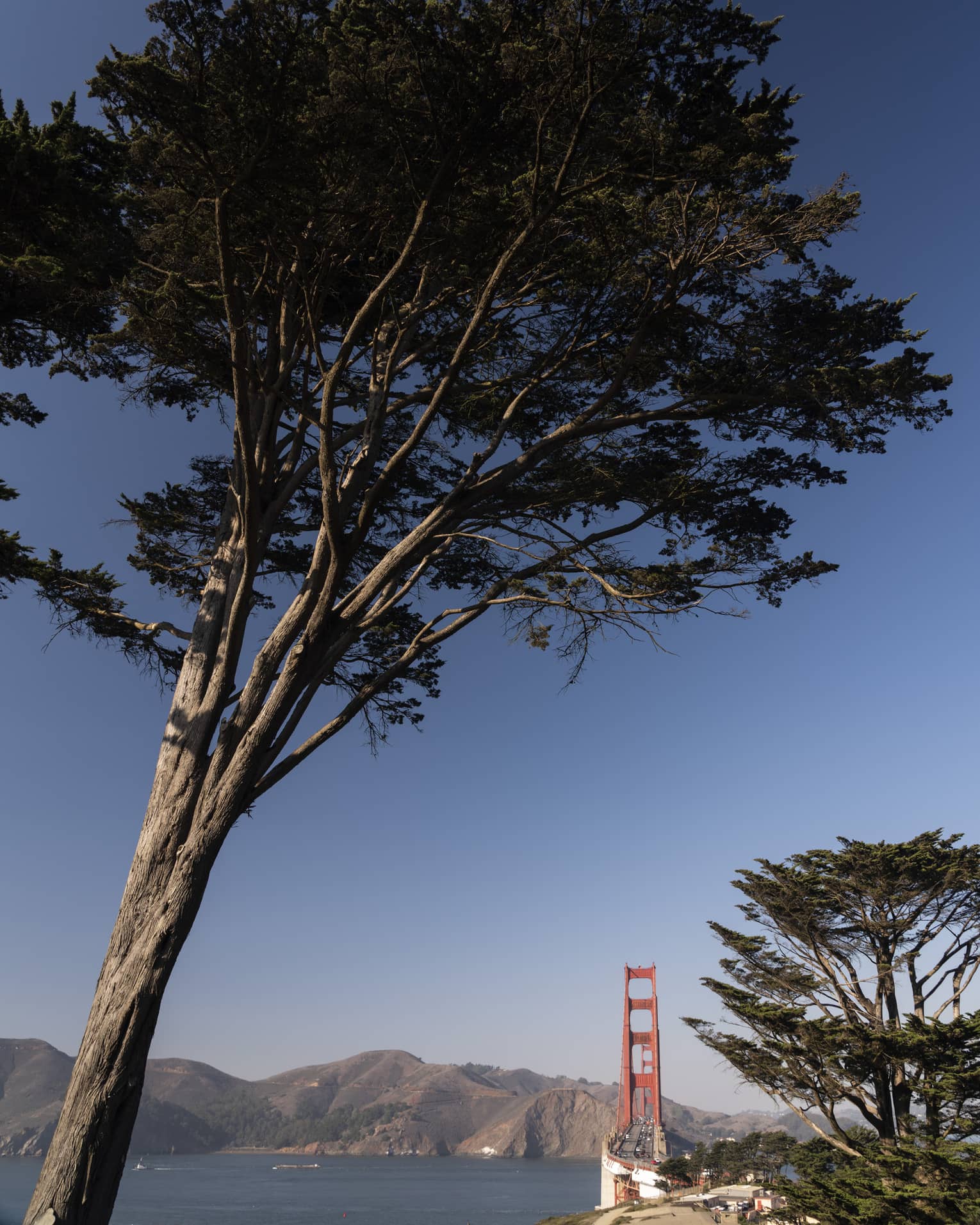 Long view of the Golden Gate bridge framed by towering trees in the foreground, rolling rockface mountains in the background.