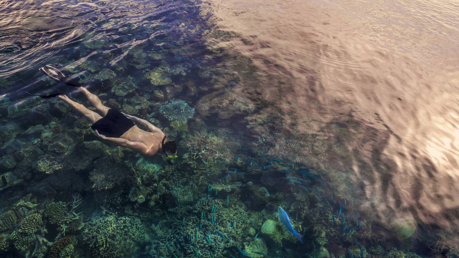 Aerial view of man snorkelling over colourful lagoon in Maldives