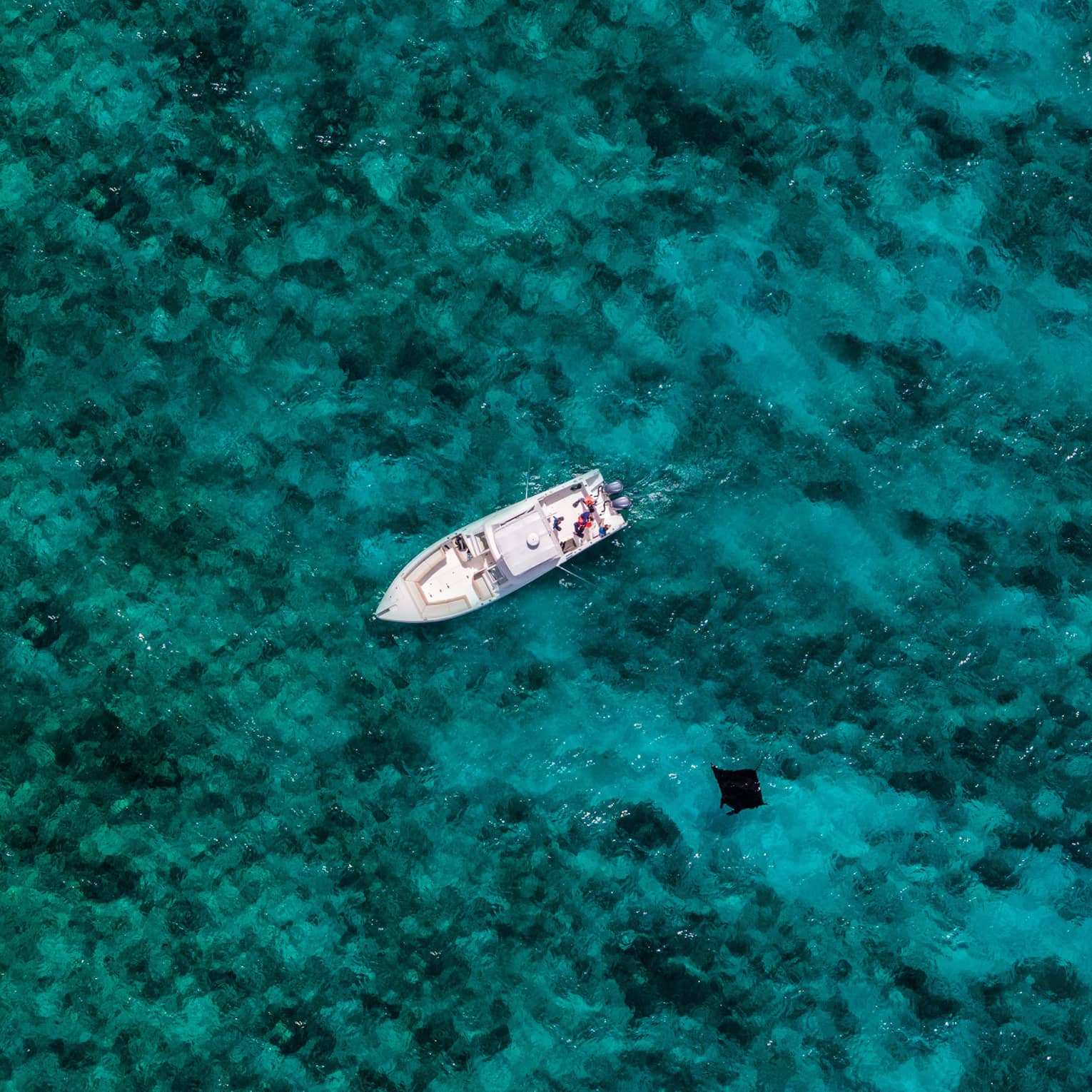 Bird’s eye view of a group on a boat anchored on marbled teal water, the silhouette of a manta ray a short distance away.